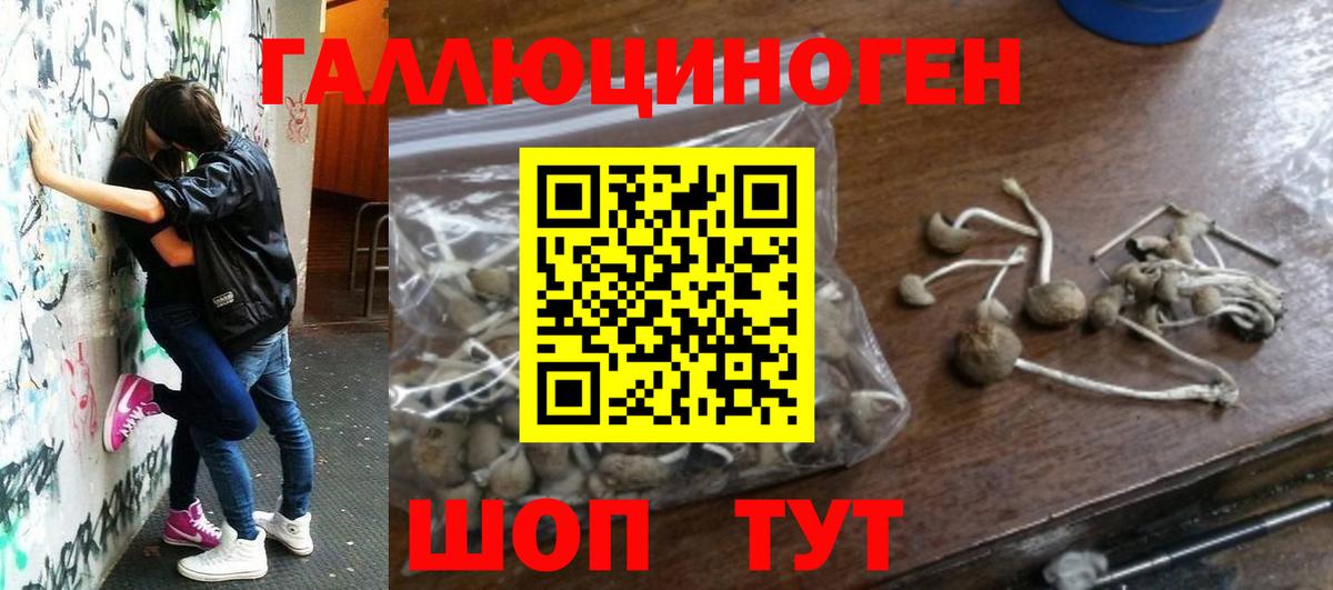 Псилоцибиновые грибы Cubensis Горячий Ключ